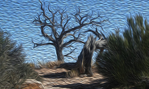 Canvas Prints of Douglas West
